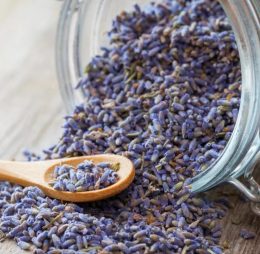 Dried Lavender Flower